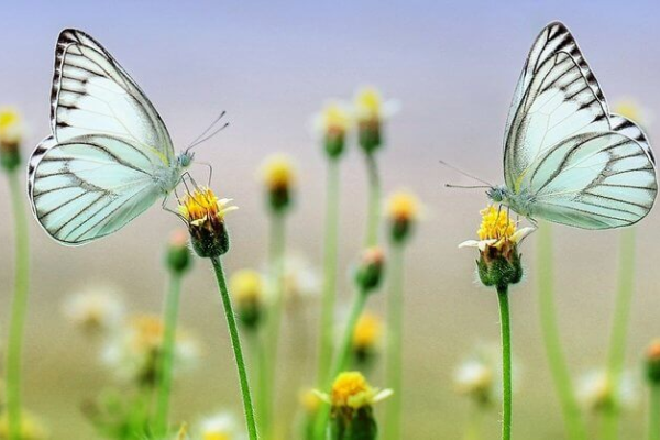 auteur: ANSIA: RIMEDI NATURALI PER GESTIRLA